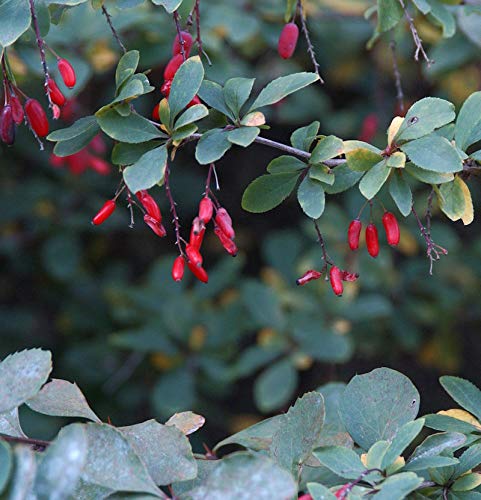 Sauerdorn 60-80cm - Berberis vulgaris - Gartenpflanze von Baumschule