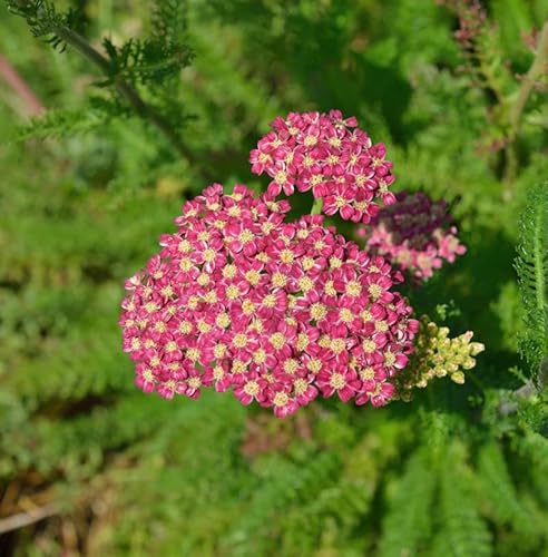 Schafgarbe Desert Deep Rose - großer Topf - Achillea millefolium - Gartenpflanze von Baumschule