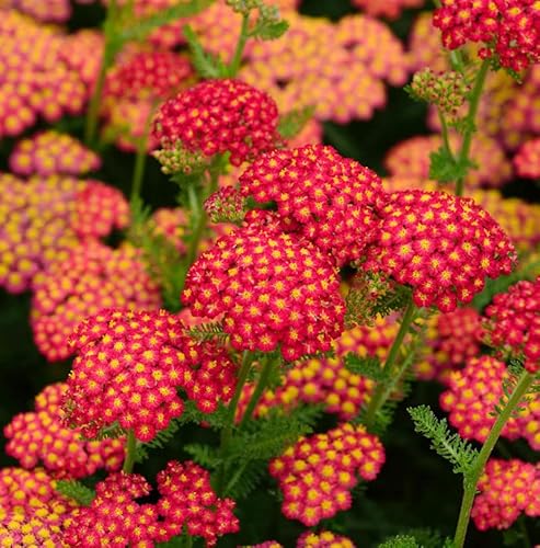 Schafgarbe Desert Red - großer Topf - Achillea millefolium - Gartenpflanze von Baumschule