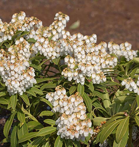 Schattenglöckchen Lavendelheide Cupido 15-20cm - Pieris japonica Schattenglöckchen Lavendelheide Cupido 15-20cm - Pieris japonica von Baumschule
