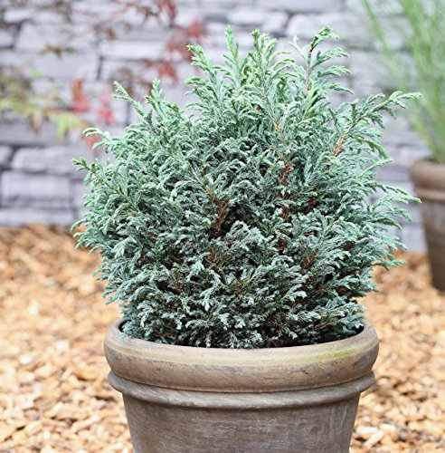 Scheinzypresse Blue Moon 20-25cm - Chamaecyparis pisifera - Gartenpflanze von Baumschule