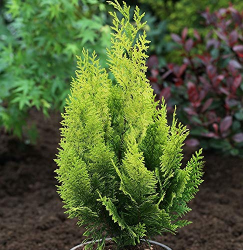 Scheinzypresse Gelbe Ivonne 30-40cm - Chamaecyparis lawsoniana - Gartenpflanze von Baumschule