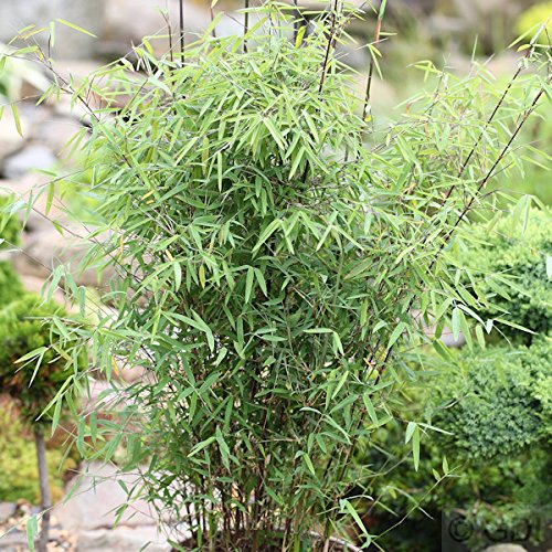 Schirmbambus 40-60cm - Fargesia murielae Schirmbambus 40-60cm - Fargesia murielae von Baumschule