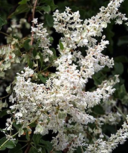 Schlingknöterich 100-125cm - Polygonum aubertii - Gartenpflanze von Baumschule