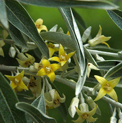 Schmalblättrige Ölweide 80-100cm - Elaeagnus angustifolia - Gartenpflanze von Baumschule