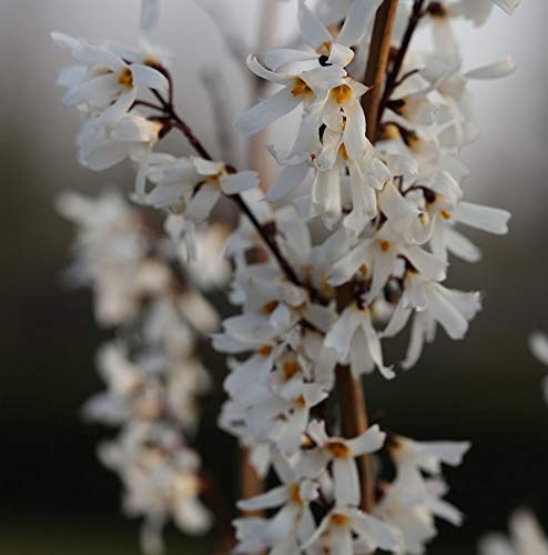 Schneeforsythie 40-60cm - Abeliophyllum distichum - Gartenpflanze von Baumschule