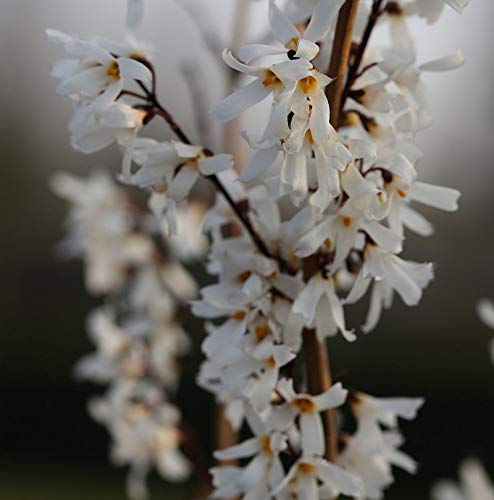 Schneeforsythie 60-80cm - Abeliophyllum distichum - Gartenpflanze von Baumschule
