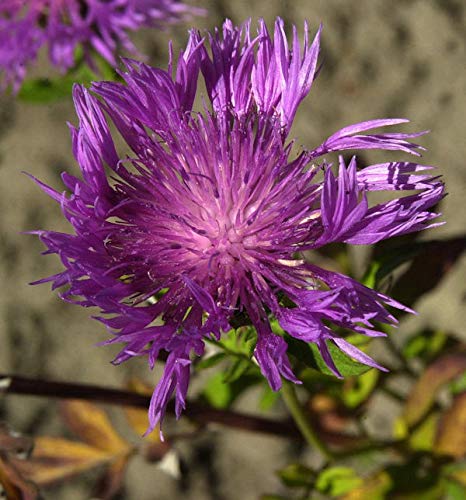 Schwarze Flockenblume - Centaurea nigra - Gartenpflanze von Baumschule