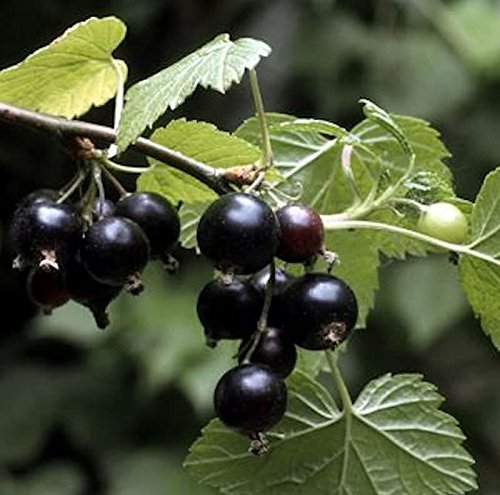 Schwarze Johannisbeere Ben Sarek 60-80cm - Ribes nigrum - Gartenpflanze von Baumschule