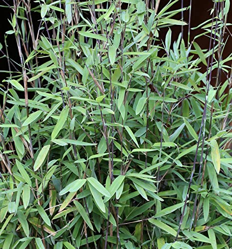 Schwarzer Gartenbambus Black Pearl 125-150cm - Fargesia nitida von Baumschule