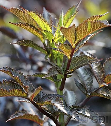 Schwarzer Säulen Holunder Black Tower® 30-40cm - Sambucus nigra von Baumschule
