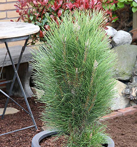 Schwarzkiefer Green Tower 25-30cm - Pinus nigra - Gartenpflanze von Baumschule