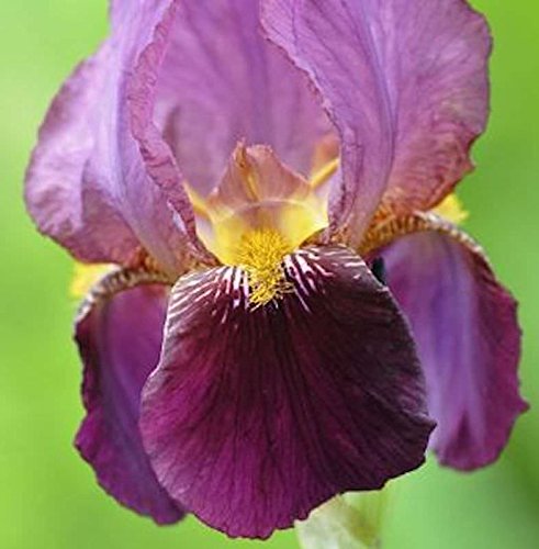 Schwertlilie Senlac - Iris barbata - Gartenpflanze von Baumschule