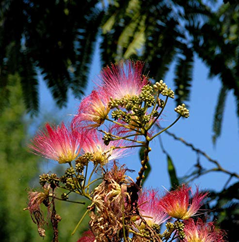 Seidenakazie Evis Pride - Schlafbaum 125-150cm - Albizia julibrissin - Gartenpflanze von Baumschule
