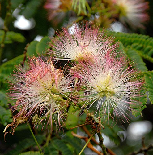 Seidenakazie Ombrella - Schlafbaum 125-150cm - Albizia julibrissin - Gartenpflanze von Baumschule