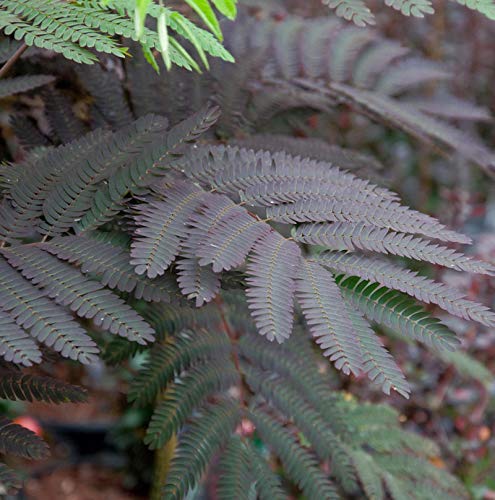 Seidenakazie Summer Chocolate - Schlafbaum 125-150cm - Albizia julibrissin - Gartenpflanze von Baumschule