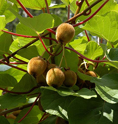 Selbstfruchtende Kiwi Boskoop 60-80cm - Actinidia chinensis - Gartenpflanze von Baumschule