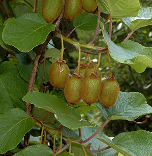 Selbstfruchtende Kiwi Issai 100-125cm - Actinidia arguta - Gartenpflanze von Baumschule