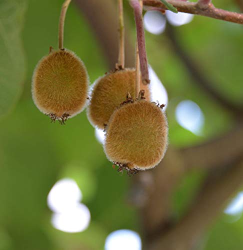 Selbstfruchtende Kiwi Jenny 60-80cm - Actinidia chinensis - Gartenpflanze von Baumschule