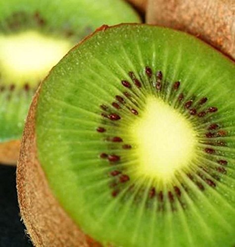 Selbstfruchtende Kiwi Solo 80-100cm - Actinidia arguta - Gartenpflanze von Baumschule