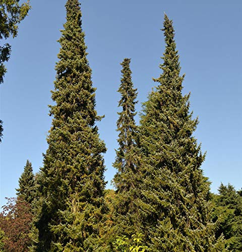 Serbische Fichte 60-80cm - Picea omorika - Gartenpflanze von Baumschule