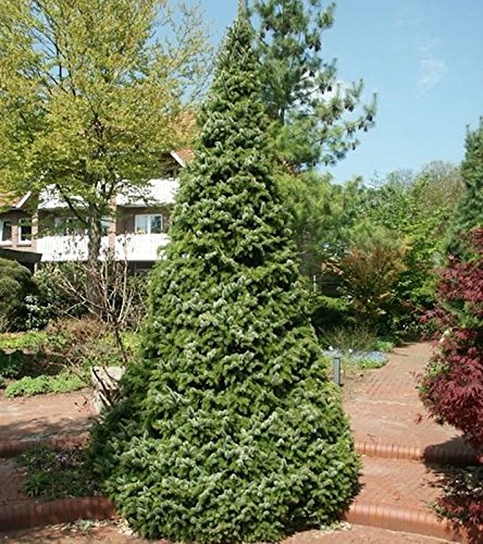 Serbische Kegel Fichte Zuckerhut 80-100cm - Picea omorika - Gartenpflanze von Baumschule