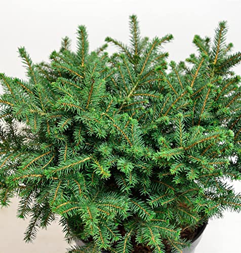 Serbische Kugelfichte Karel 20-25cm - Picea omorika Karel - Gartenpflanze von Baumschule