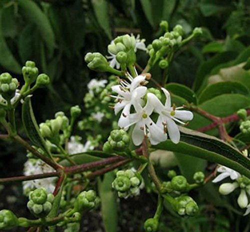 Sieben Söhne des Himmels Strauch 60-80cm - Heptacodium miconioides - Gartenpflanze von Baumschule