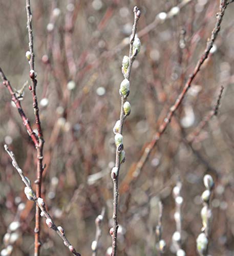 Silber Kriechweide 60-80cm - Salix repens - Gartenpflanze von Baumschule