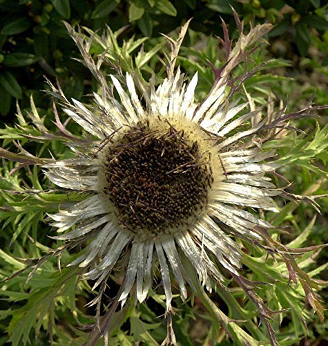 Silberdistel - Carlina acaulis - Gartenpflanze von Baumschule