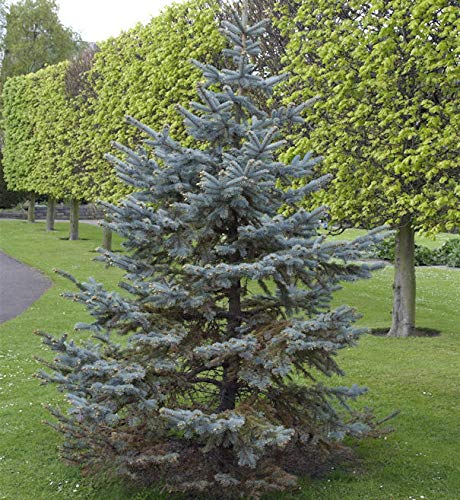 Silberfichte Blaufichte Hoopsii 20-25cm - Picea pungens von Baumschule