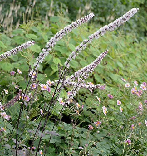 Silberkerze Brunette - Cimicifuga simplex - Gartenpflanze von Baumschule