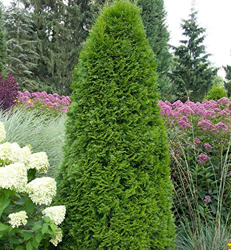 Smaragd Lebensbaum 125-150cm - Thuja occidentalis von Baumschule