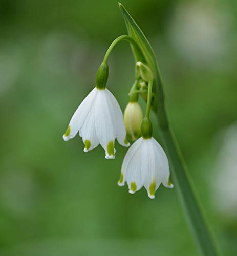 Sommer Knotenblume Gravetye Giant - Leucojum aestivum - Gartenpflanze von Baumschule