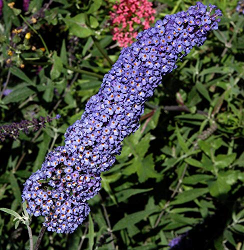 Sommerflieder Nanho Blue 100-125cm - Buddleja - Gartenpflanze von Baumschule