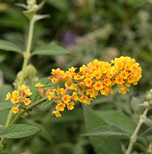 Sommerflieder Sungold 60-80cm - Buddleja weyeriana - Gartenpflanze von Baumschule