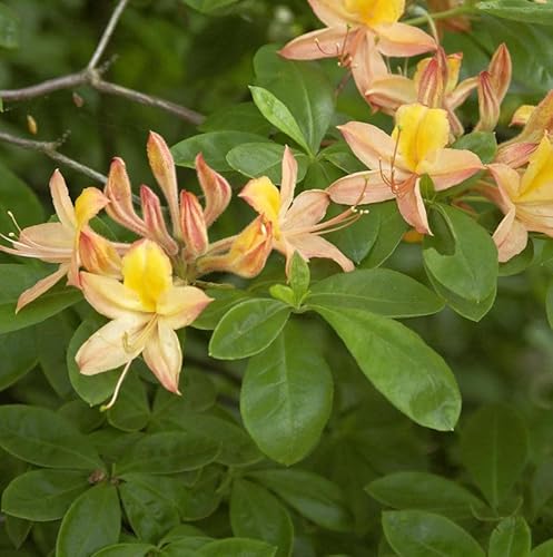Sommergrüne Azalee 80-100cm - Rhododendron austrinum Sommergrüne Azalee 80-100cm - Rhododendron austrinum von Baumschule