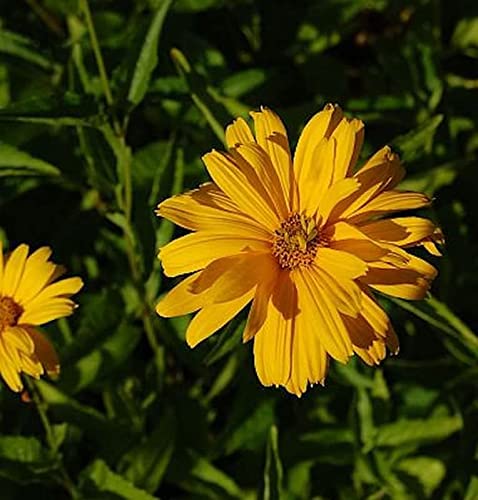 Sonnenauge Sommersonne - Heliopsis scabra - Gartenpflanze von Baumschule