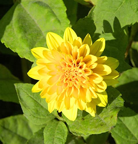 Sonnenblume Loddon Gold - Helianthus decapetalus - Gartenpflanze von Baumschule