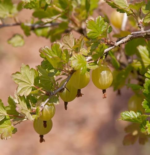Stachelbeere rot - Ribes uva-crispa Stachelbeere rot - Ribes uva-crispa von Baumschule