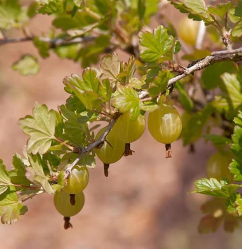 Stachelbeere rot - Ribes uva-crispa - Gartenpflanze von Baumschule