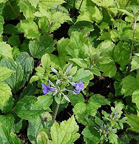 Stauden Clematis Cassandra - Clematis heracleifolia - Gartenpflanze von Baumschule