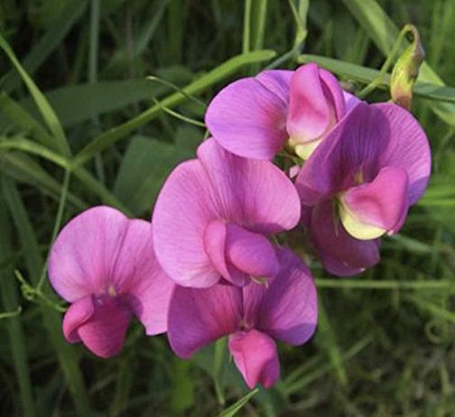 Staudenwicke Rosa Perle - Lathyrus latifolius - Gartenpflanze von Baumschule