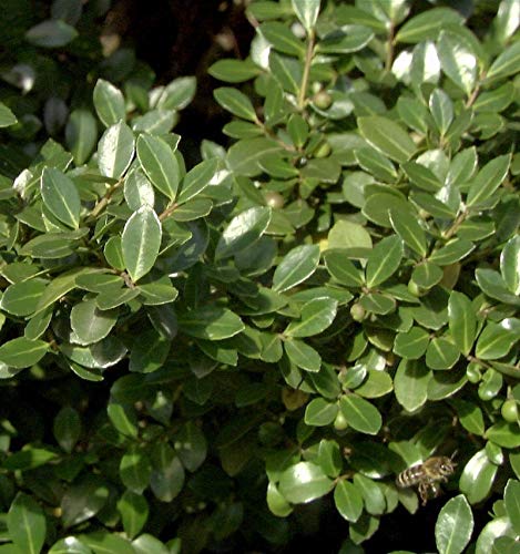 Stechpalme Robustico 30-40cm - Ilex crenata - Gartenpflanze von Baumschule