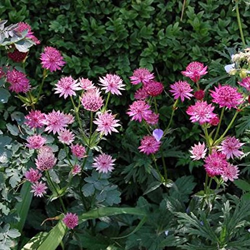 Sterndolde Roma - großer Topf - Astrantia major - Gartenpflanze von Baumschule