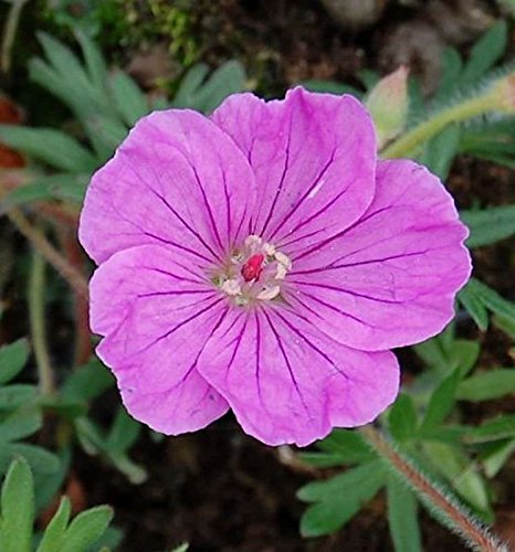 Storchenschnabel Ankums Pride - Geranium sanguineum - Gartenpflanze von Baumschule