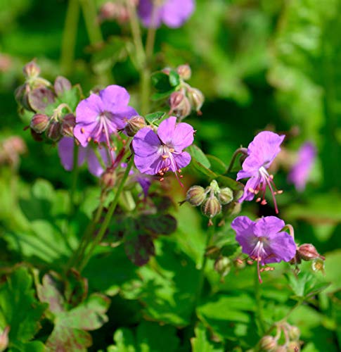 Storchenschnabel Cambridge - Geranium cantabrigiense - Gartenpflanze von Baumschule