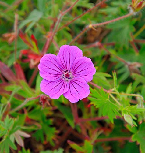 Storchenschnabel Tiny Monster - Geranium sanguineum - Gartenpflanze von Baumschule