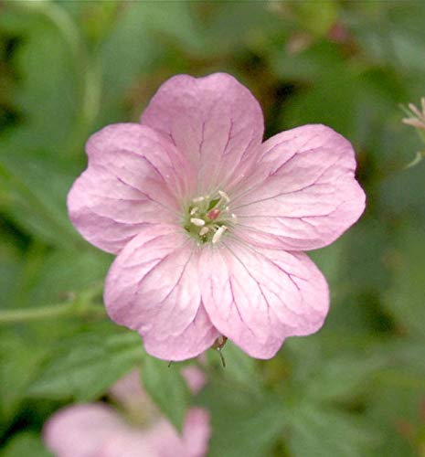 Storchenschnabel Wargrave Pink - Geranium oxonianum - Gartenpflanze von Baumschule