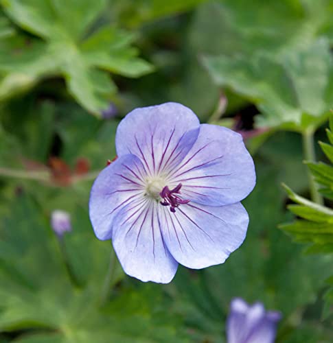 Storchschnabel Azure Rush - großer Topf - Geranium cultorum von Baumschule